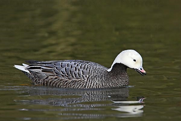 Emperor Goose