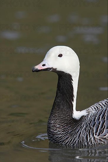 Emperor geese