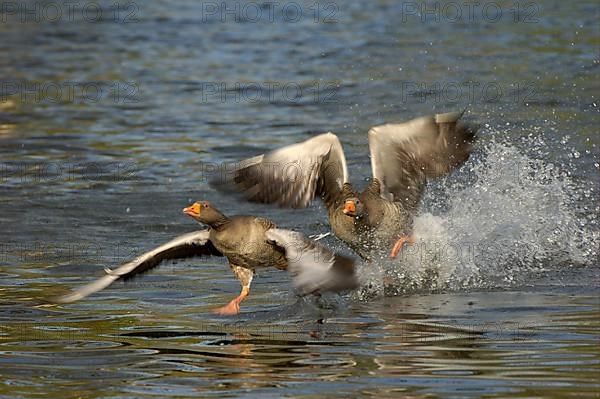 Greylag Goose