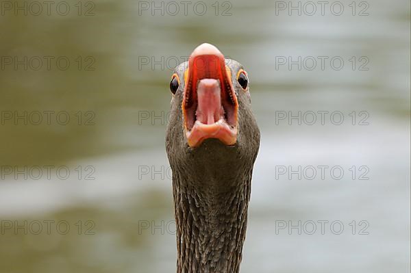 Greylag Goose