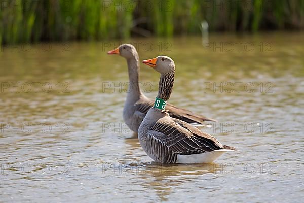 Greylag Goose