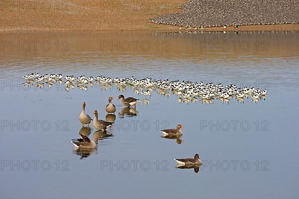 Greylag Goose