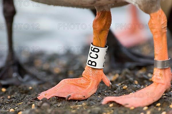 Greylag goose