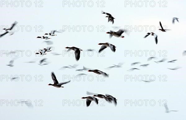 Greylag goose