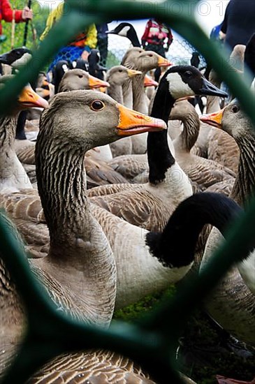 Greylag goose