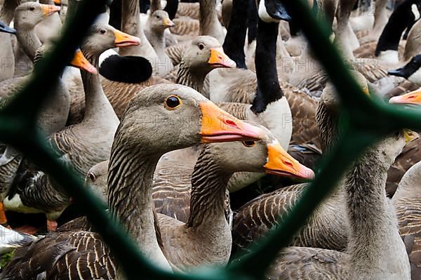 Greylag goose