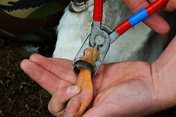 Greylag greylag goose