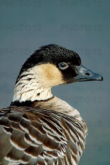 Hawaiian goose