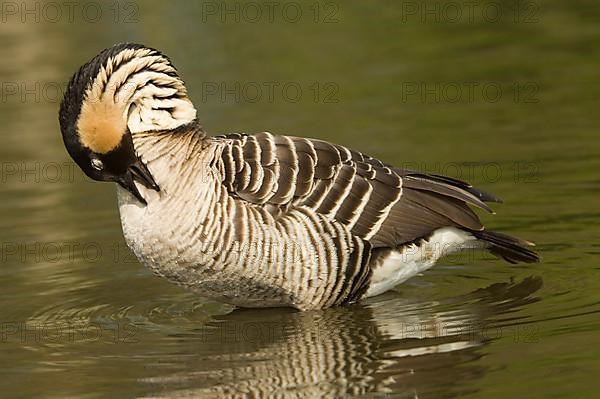 Adult hawaiian goose