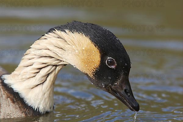 Hawaiian goose