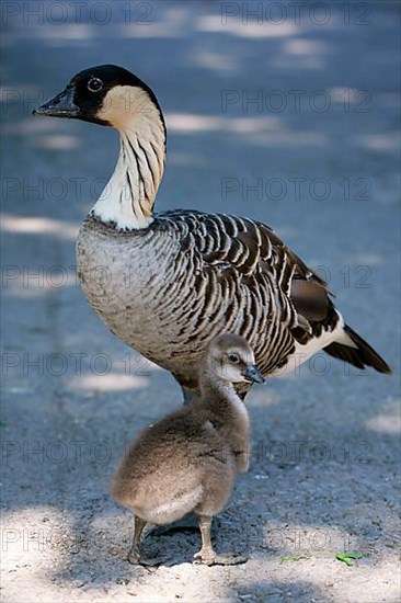 Hawaiian goose