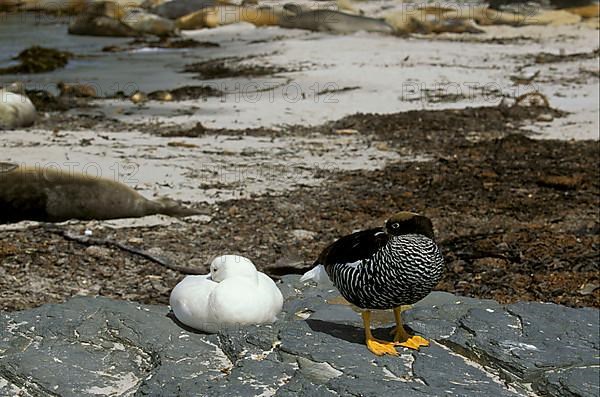 Kelp Geese