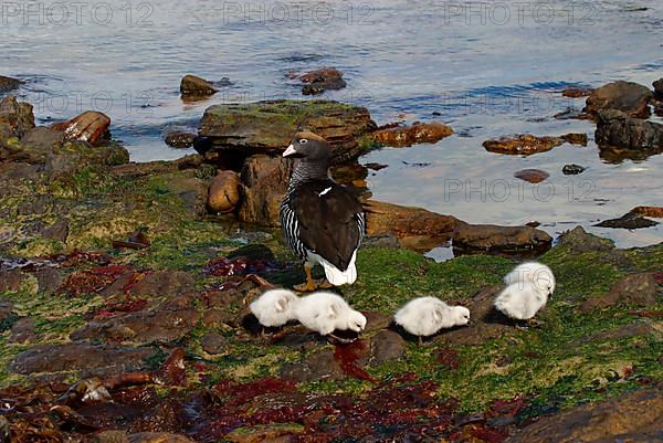 Kelp goose falcon with goslings