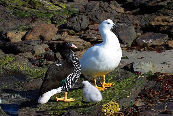 Kelp Geese