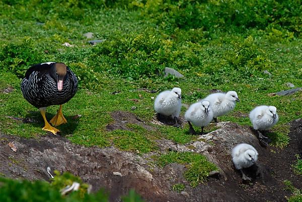 Kelp Goose