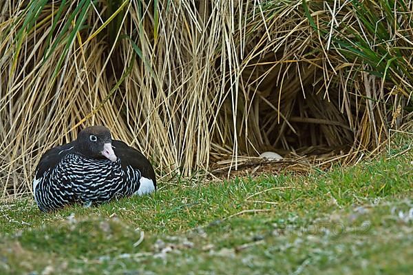 Kelp goose