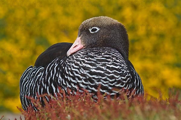 Kelp Goose