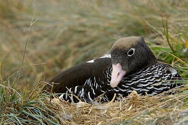 Kelp Goose