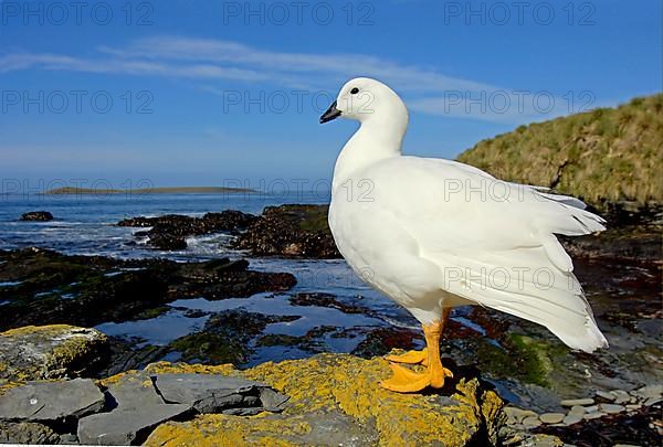 Kelp Goose