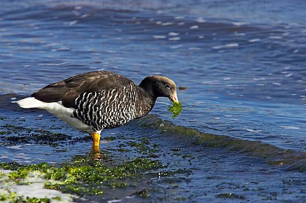 Kelp Goose