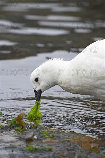 Kelp Goose