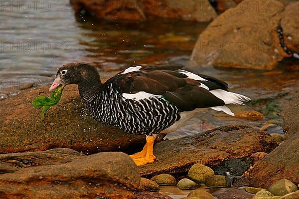 Kelp Goose