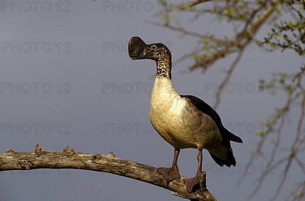 Knob-billed Duck