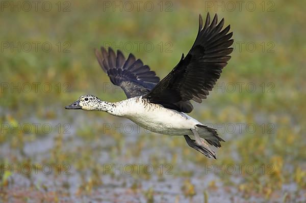 Knob-billed duck