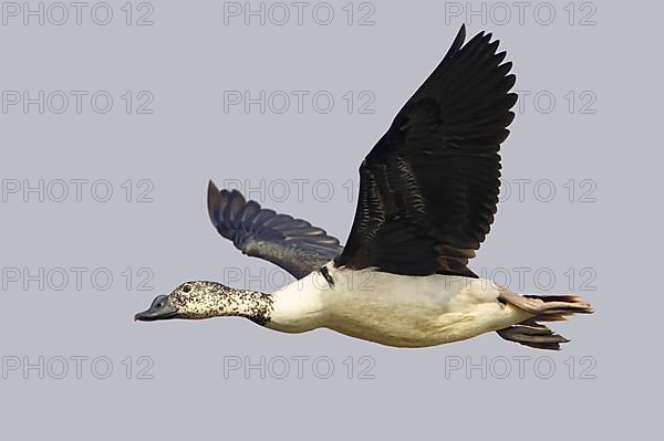 Knob-billed duck