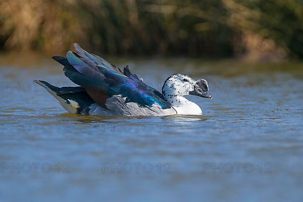 Knob-billed duck