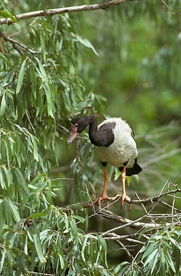 Magpie goose