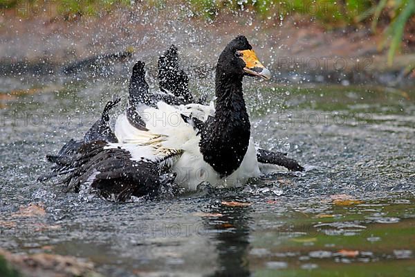 Adult magpie goose