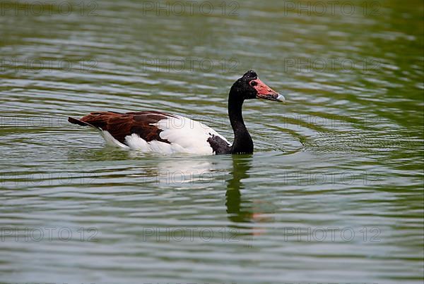 Magpie goose