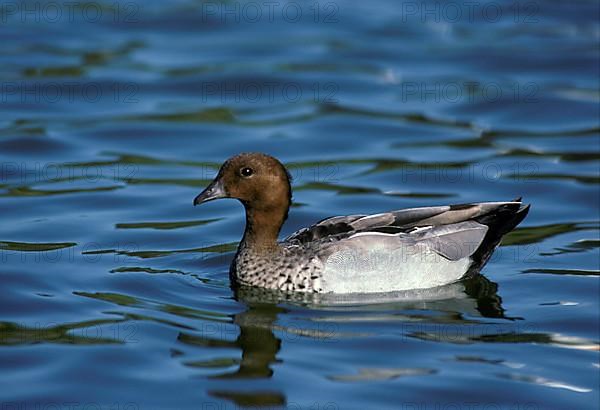 Australian wood duck