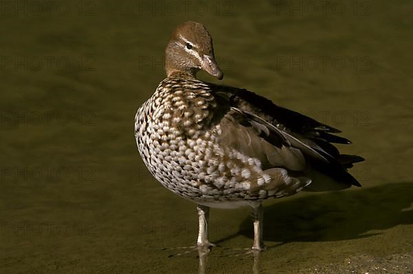 Australian wood duck