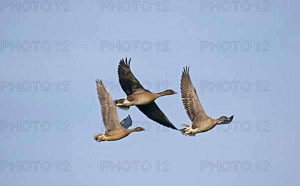 Pink-footed goose