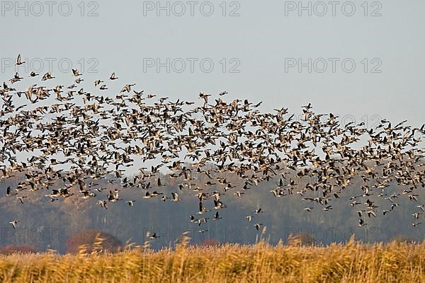 Pink-footed Goose