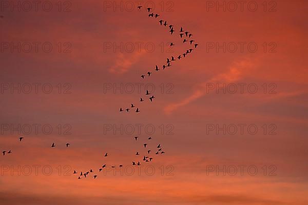 Pink-footed Goose