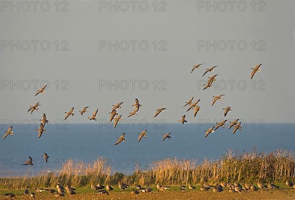 Pink-footed goose