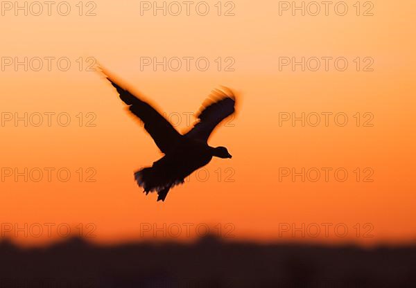 Pink-footed goose