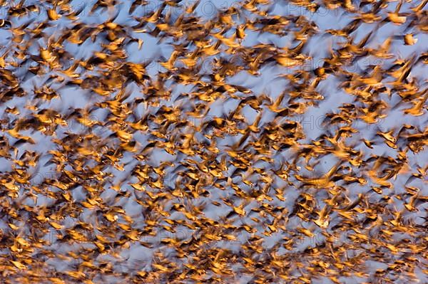 Pink-footed Goose