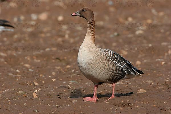 Pink-footed goose