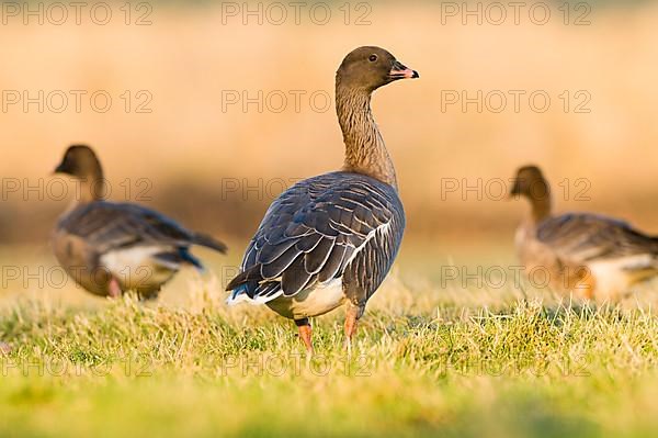 Pink-footed Goose