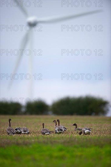 Pink-footed Goose