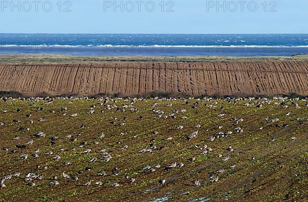 Pink-footed Goose