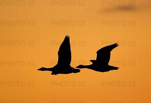 Pink-footed goose