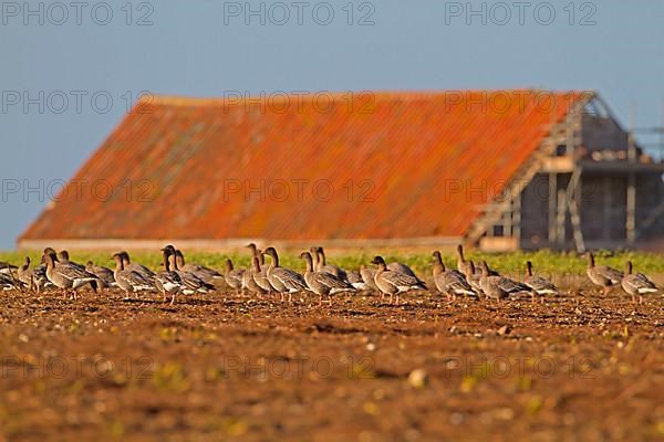 Pink-footed Goose