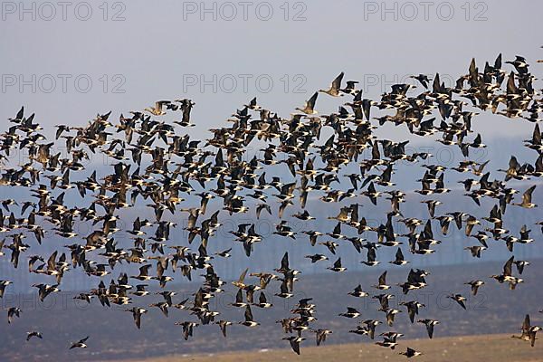 Red-breasted goose