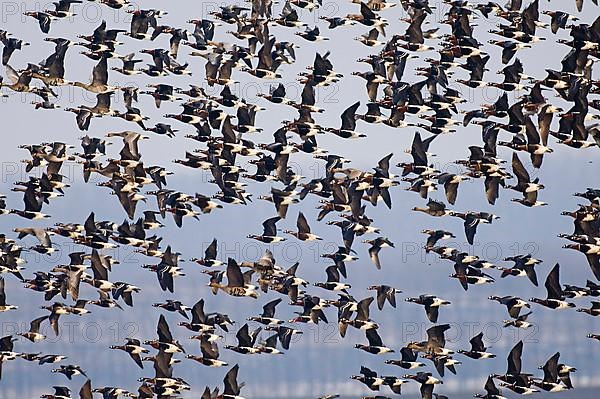 Red-breasted Goose