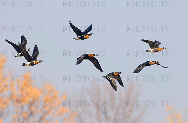 Red-breasted Goose